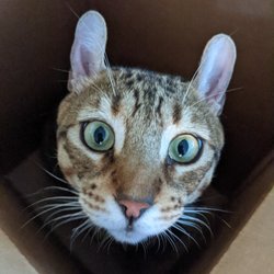 Di-di E.